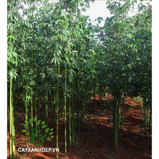 Hạt giống cây bông gòn  - 100gram/gói - STHG2