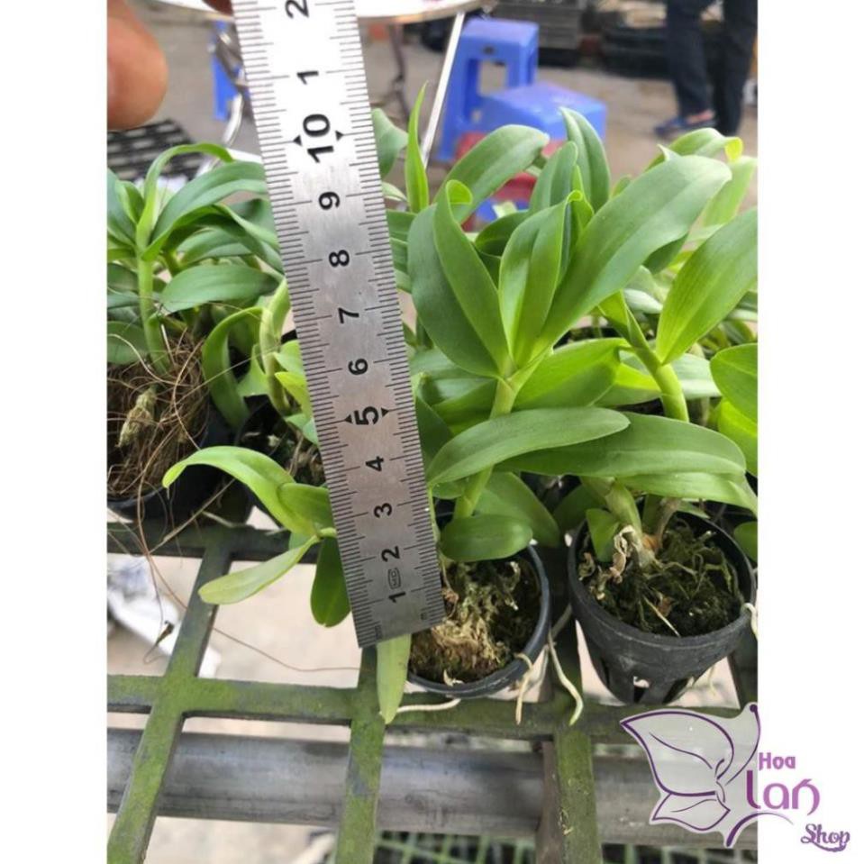 Kie Phong lan phi điệp 5 cánh trắng Bảo Duy cây giống 7-10cm  hàng sổ xố
