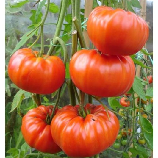 Hạt giống Cà chua khổng lồ 1kg