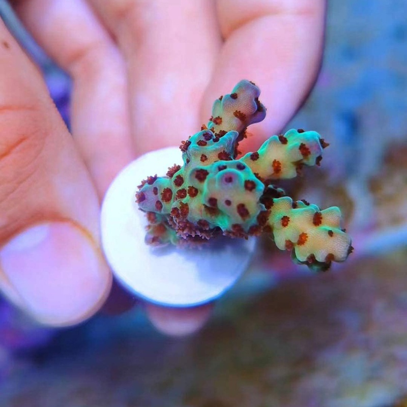 Đĩa Sứ San Hô Cắm Chữ T Chuyên Dụng Cho Bể Cá