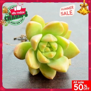 - sen đá đá xanh - sen đá đá cam mini 🥝 đà lạt 🥬 hư 1 đổi 1 ❄️ siêu cute