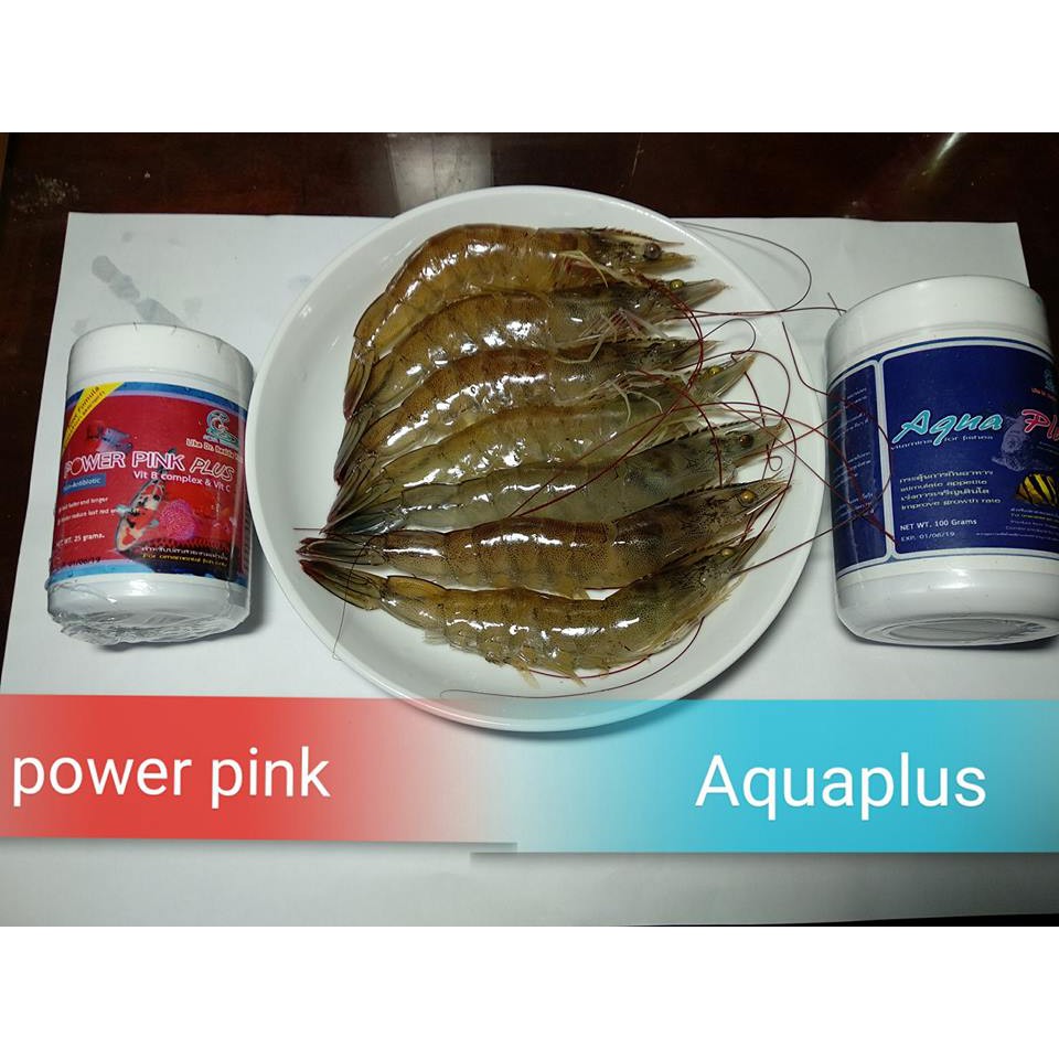 CZ13 .. AQUA PLUS (VITAMIN CHO RỒNG, HỔ, SAM,LA HÁN ) hàng Thailand