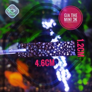 Giá thể Mini thủy sinh trồng Bucep - Ráy Nana Pite - Darlac's Aquaria