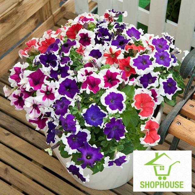 shophouse Hạt giống  hoa dạ yến thảo viền 100 hạt  SHOP HOUSE  TẾT KHUYẾN MẠI