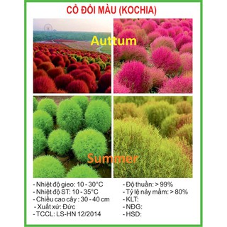 Hạt Giống Cỏ đổi màu Kochia 50 Hạt/ Gói