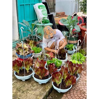 Xà Lách Romaine Tím Rạng Đông