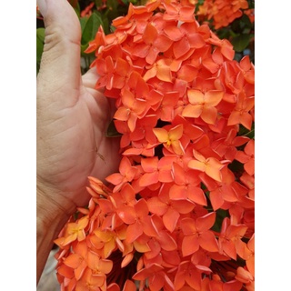 cây giống bông trang pháp cam - cây giống mẫu đơn cam