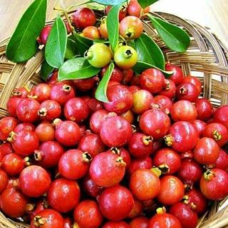Cây ổi sim đỏ