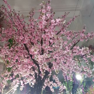 Cành hoa anh đào