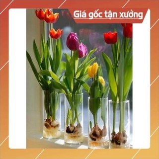 Bình hoa, Lọ cắm hoa thủy tinh trụ tròn hình ống