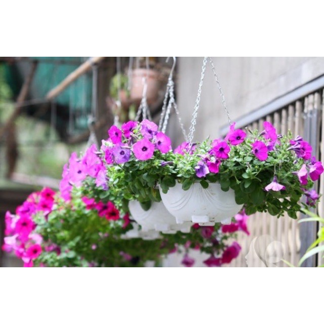10 Chậu nhựa chảo xích trồng hoa trắng 33*13cm