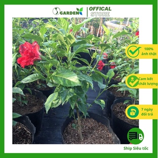 Hoa dâm bụt kép đỏ cao khoảng 60cm cây như hình-