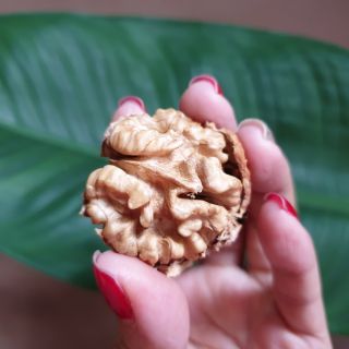ÓC CHÓ SÌN HỒ VIỆT NAM-Túi 1 kg 175k