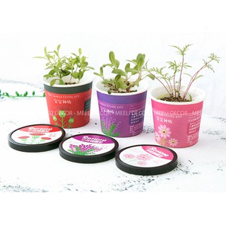 Cây Để Bàn Bộ Mầm Cây Hoa Tự Trồng Cực Dễ Dàng DIY Nhỏ Gọn Xinh Xắn