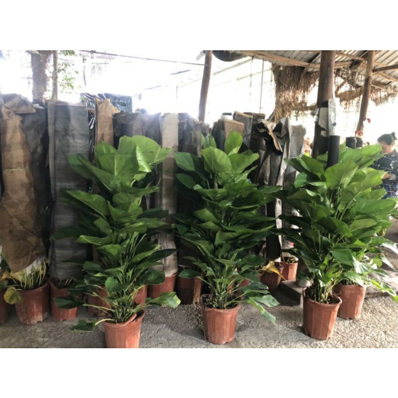 Trầu Bà Leo Cột