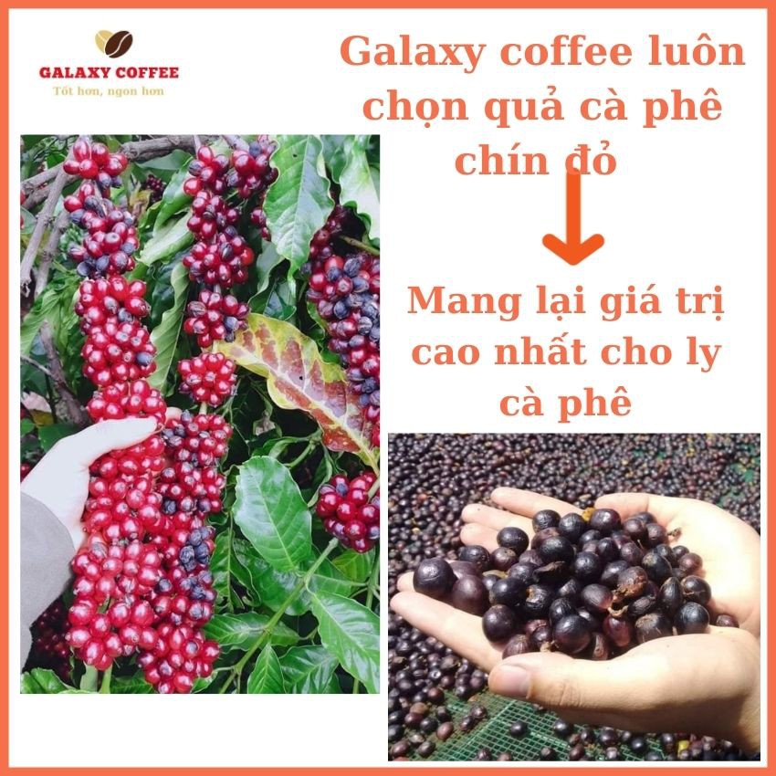 Cà Phê Moka Galaxy Coffee Cafe Nguyên Chất Pha Phin Pha Máy Cold brew caphe Gu Nhẹ Chua Nhẹ 2Gói 500gr