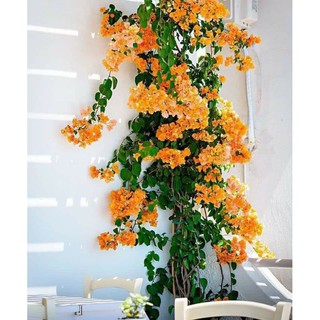 CÂY HOA GIẤY MÀU CAM ĐANG RA HOA