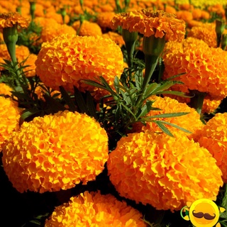 🌼 hạt giống vạn thọ pháp f1 vàng cam🌼 - 0.01gr/gói