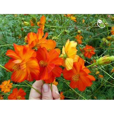 Hạt Giống Hoa Sao Nhái Kép Đỏ 520 Phú Nông - Gói 15 Hạt