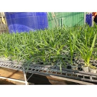 [Siêu Sale] hoa lan  kiếm phan trí gieo hạt