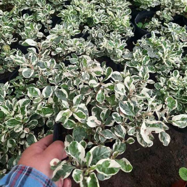 Cây cẩm thạch