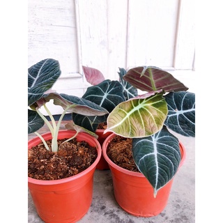 Cây Alocasia Black Velvet