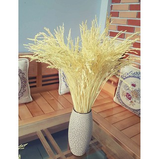 [ĐƯỢC TRỢ GIÁ] Hoa Lúa Kiểng Khô Trang Trí