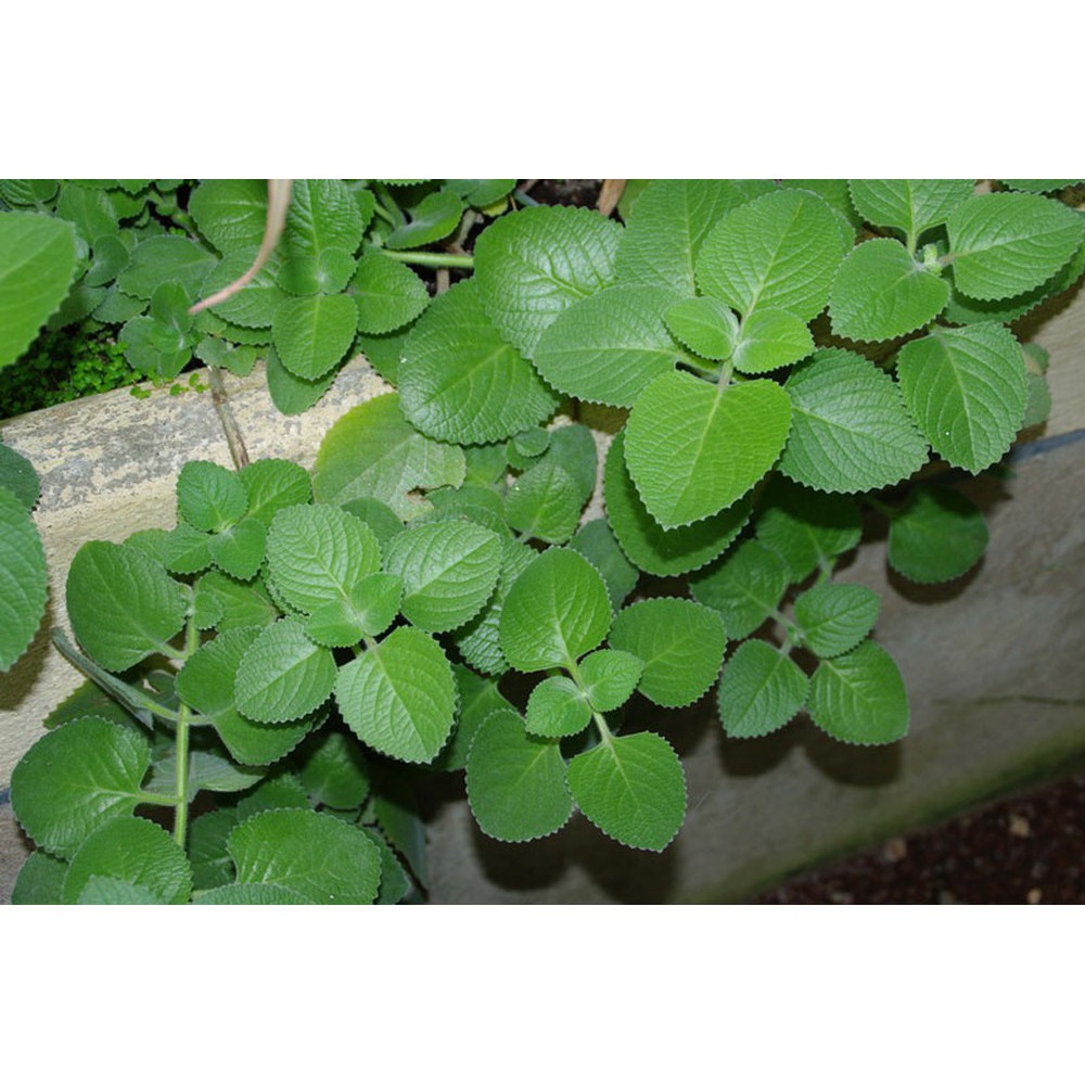 [GIÁ GỐC] Hạt giống Rau Thơm Lùn (Húng Chanh) - 0.1 gram