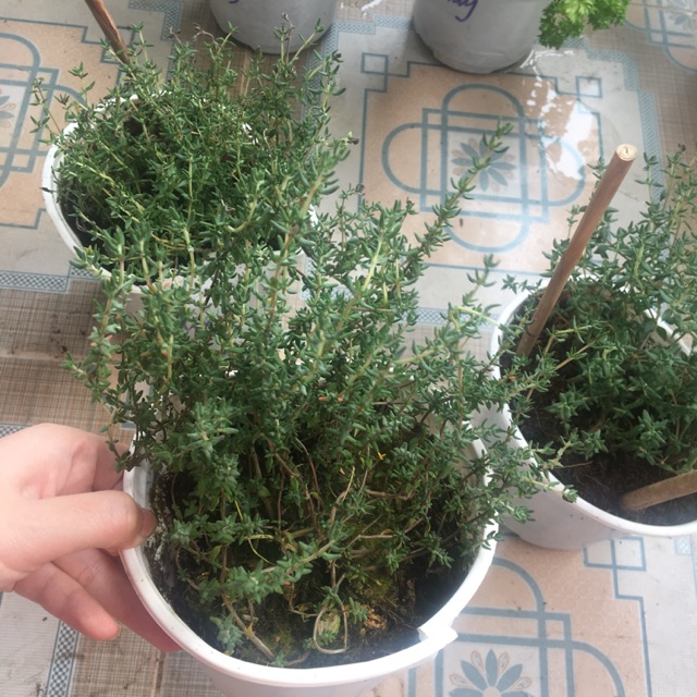 Cây xạ hương