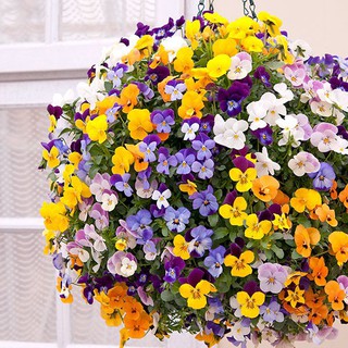 20h - HẠT GIỐNG HOA BƯỚM PANSY