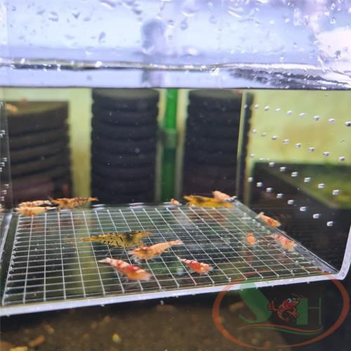 Box mica Taiwan DIY lồng tách dưỡng cây cá tép sinh sản móc treo thành hồ