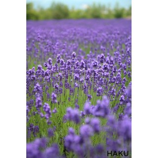 Muối biển Lavender