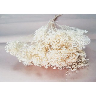 [ĐƯỢC TRỢ GIÁ] Hoa Khô Baby Bloom (Bó 35gr)