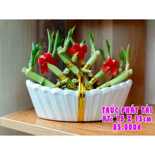 Trúc Phát Tài - Trúc Phú Quý - Cây để bàn - Cây thủy sinh