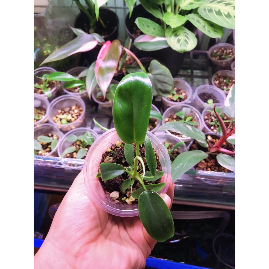 Philodendron 69689 - kiểng lá trang trí trong nhà, bàn làm việc - cây dễ sống dễ chăm