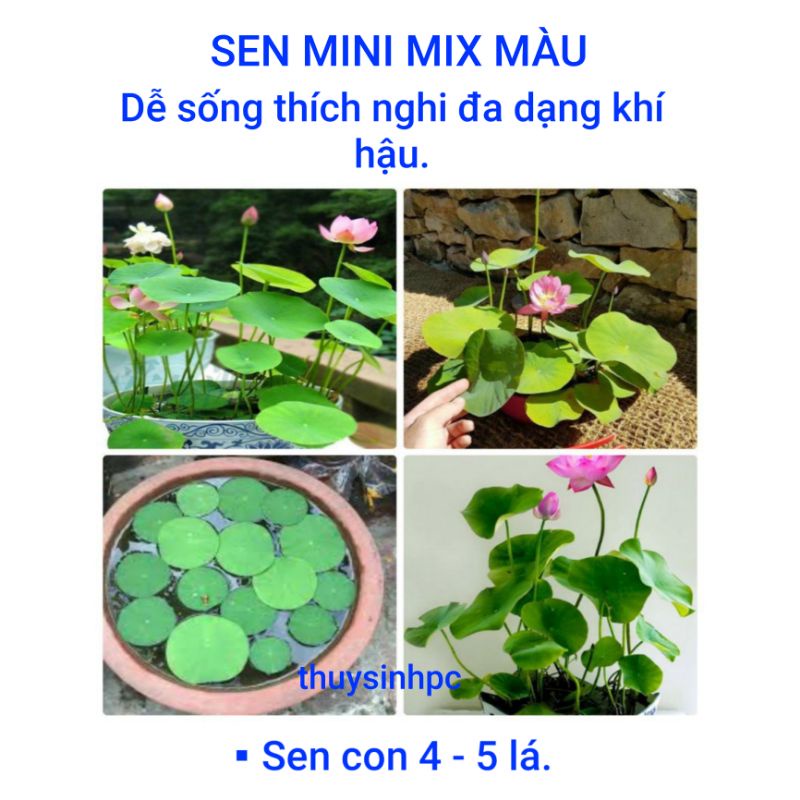 Sen mini mix màu trang trí hồ cá cảnh