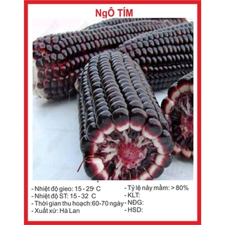 Hạt Giống Ngô Tím 20 Hạt hạt giống bốn mùa