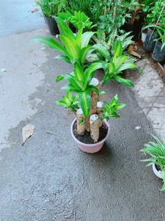 Cây Phát Tài