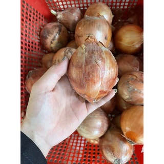 HÀNH TÂY CỦ ĐÀ LẠT