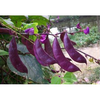 Hạt giống Đậu ván tím