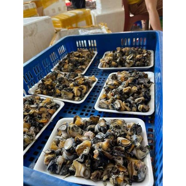 ĐẦU ỐC BƯƠU SIÊU NGON KHAY 500GR