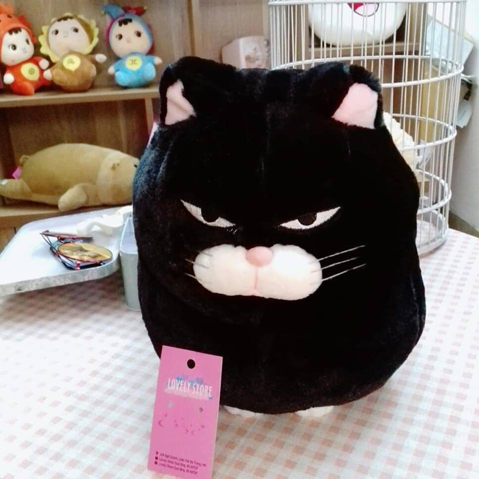 Mèo Amuse/mèo xám/mèo đen/mèo tam thể