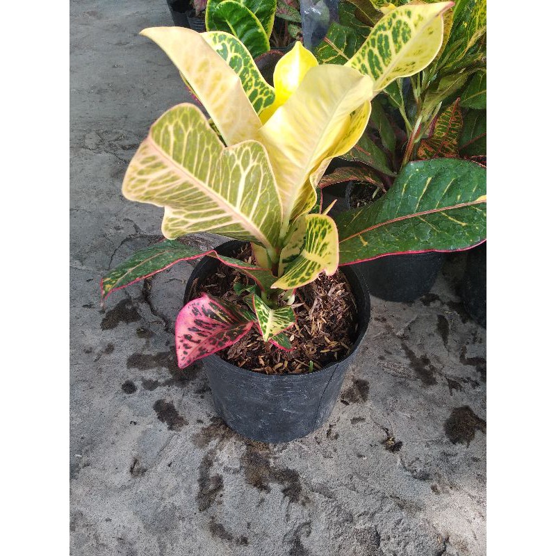 Croton thái cây lá màu