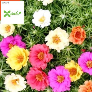 Giống hoa Mười giờ mix (100 hạt nhiều màu)