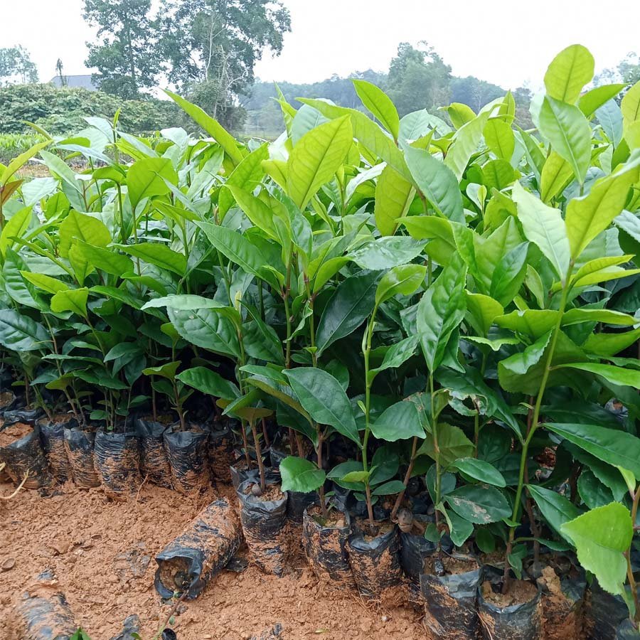 CHÈ XANH, CHÈ TÍM