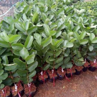 Cây giống ổi ruby thái