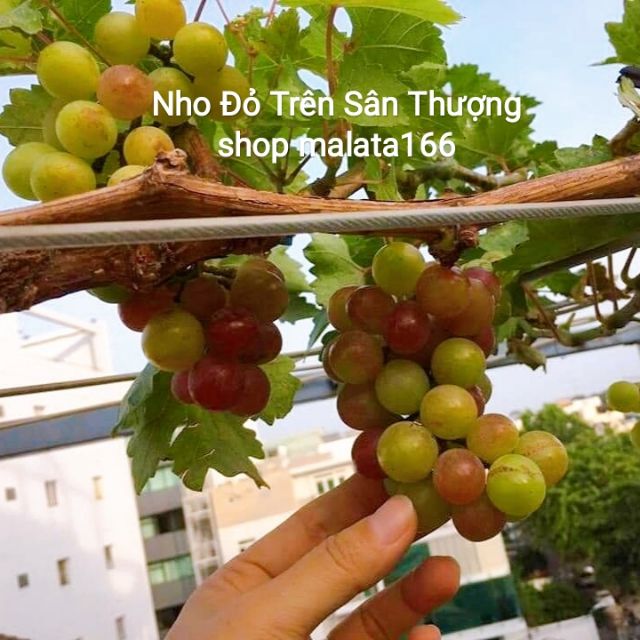 Cây Nho Giống Đỏ Red Cardinal Trái To
