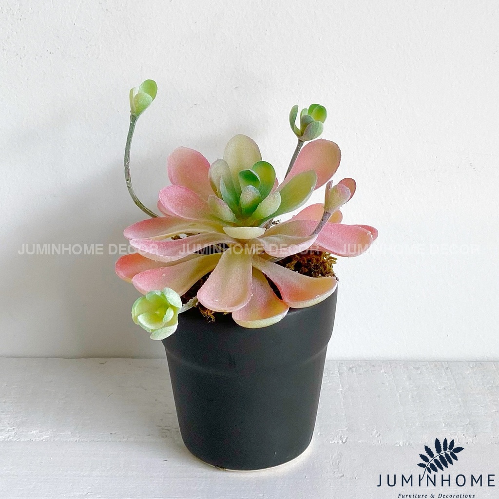 Cây giả Decor - Chậu cây mini Decor Trang trí để bàn