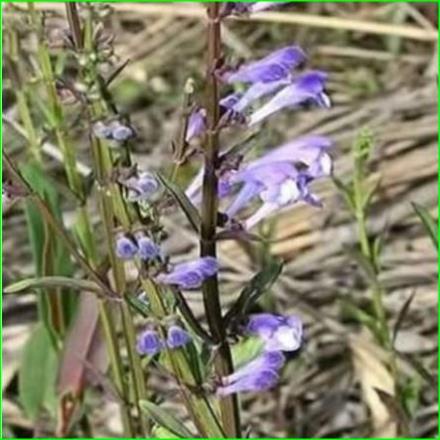 1kg cây bán chi liên khô hàng loại 1