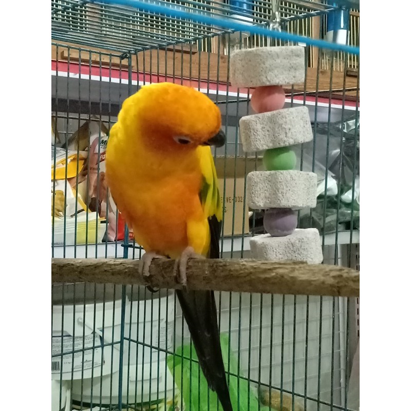 Chùm treo gặm mài mỏ